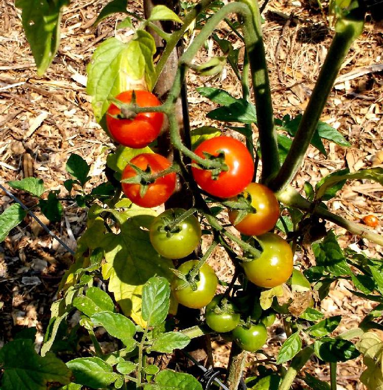 Tomatoes__cherry__in_field_5-19-14
