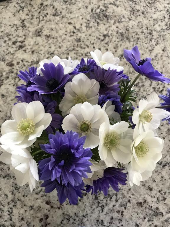 Anemones